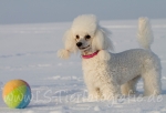 19 Prinzessin Lillifee